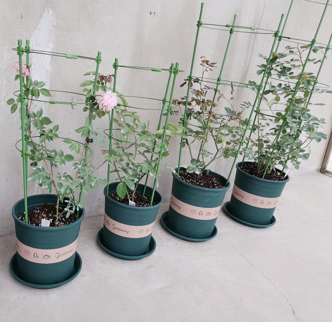 藤本花 新人首单立减十元 21年7月 淘宝海外 藤本花 新人首单立减十元 21年7月 淘宝海外