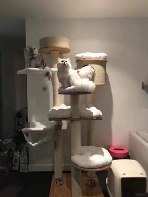 猫树玩推荐品牌 新人首单立减十元 21年6月 淘宝海外