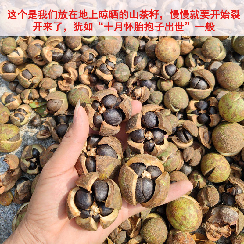 江西剥壳木梓木子茶籽仁油茶果仁茶子果山茶籽仁油茶籽仁山茶油籽-图1