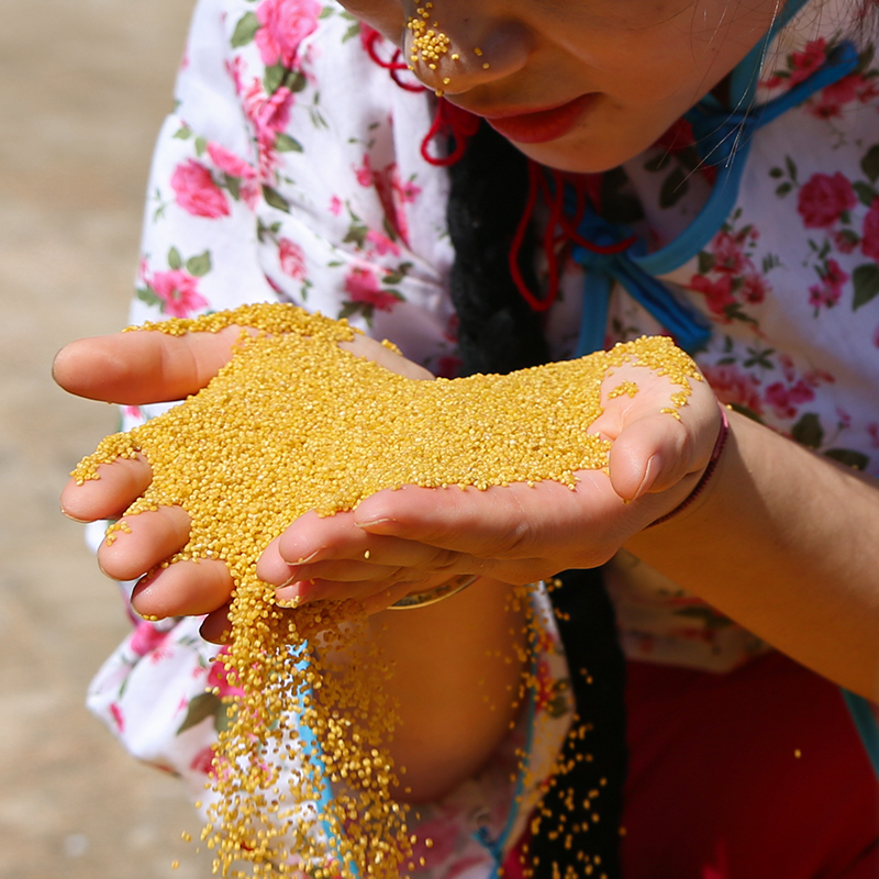 陕北米脂黄小米陕西特产油小米农家食品袋装5斤五谷杂粮新米-图1