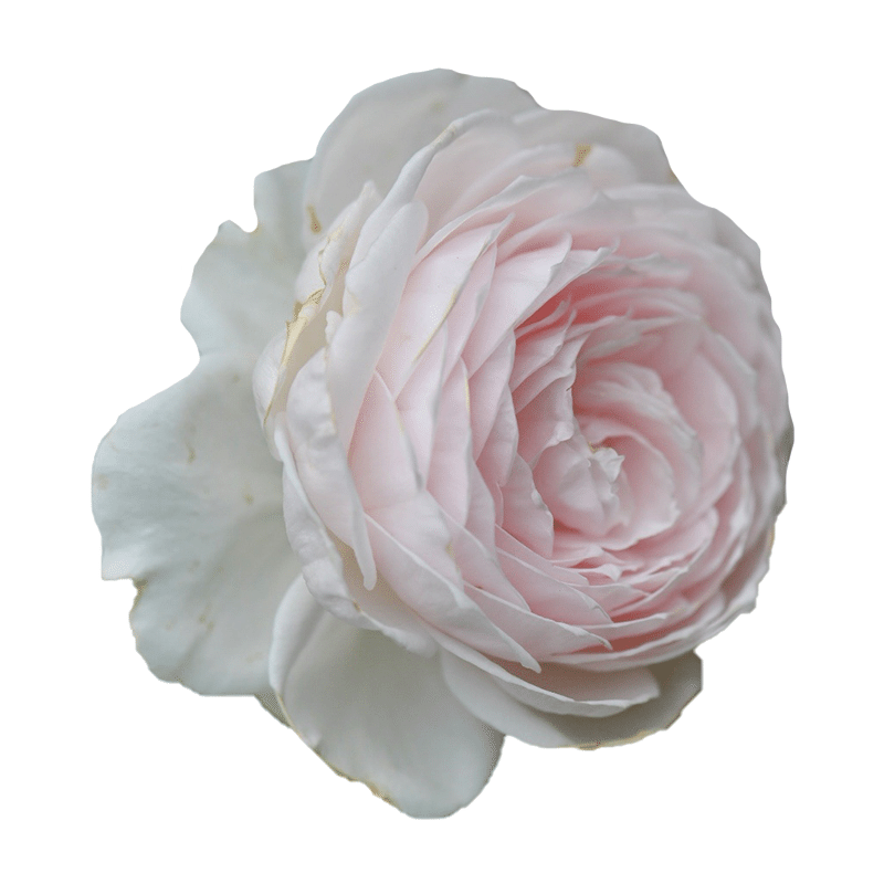 雷叔的花园克里斯蒂娜公爵夫人尘世天使月季花苗盆栽丰花抗病浓香,淘宝优惠券,粉丝福利购,淘宝优惠卷