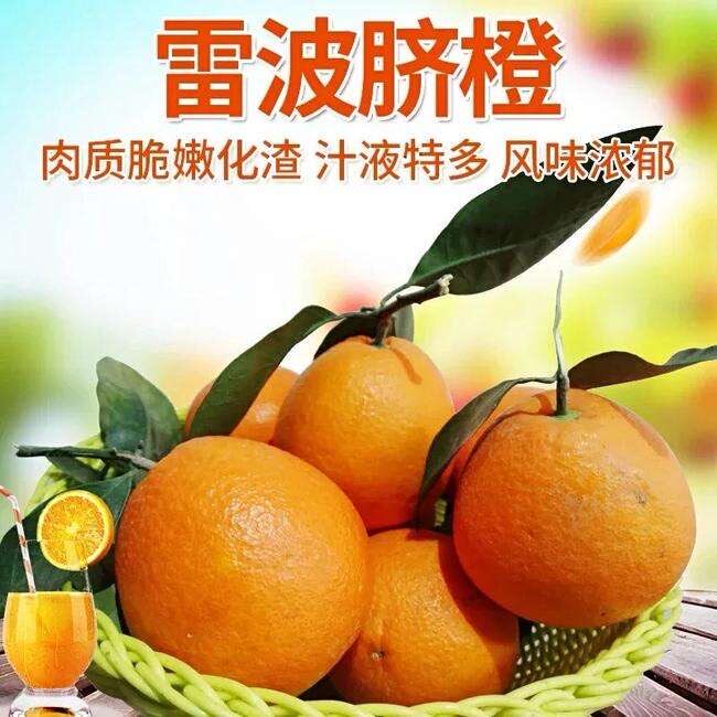 四川大凉山雷波脐橙 核心产区 现摘现发新鲜水果橙子