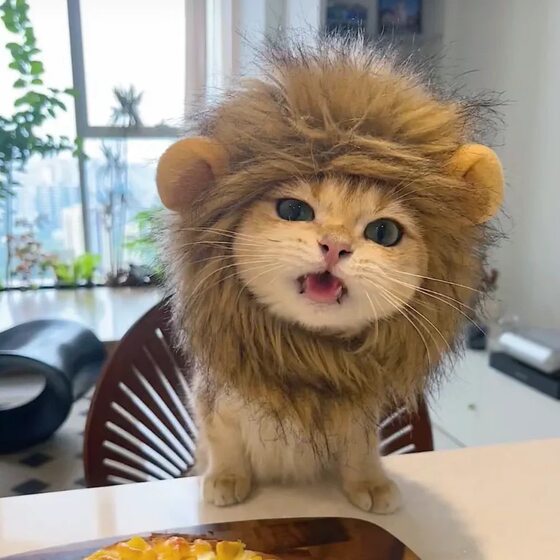 Cat Lion Hat Cute Rabbit Ears Bear Hat