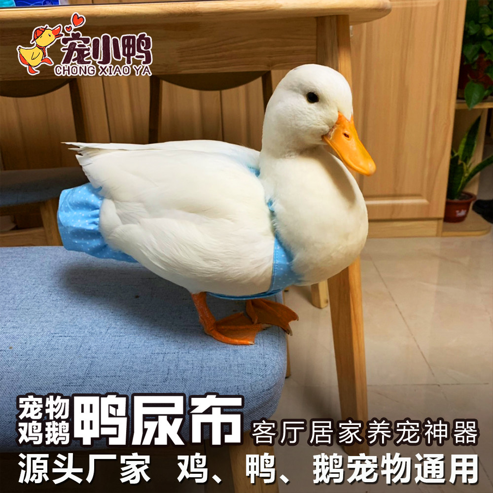 网红鸡尿布鸭子粪兜宠物鸭鹅尿片纸尿裤柯尔鸭尿不湿衣服小鸭用品,淘宝优惠券,粉丝福利购,淘宝优惠卷