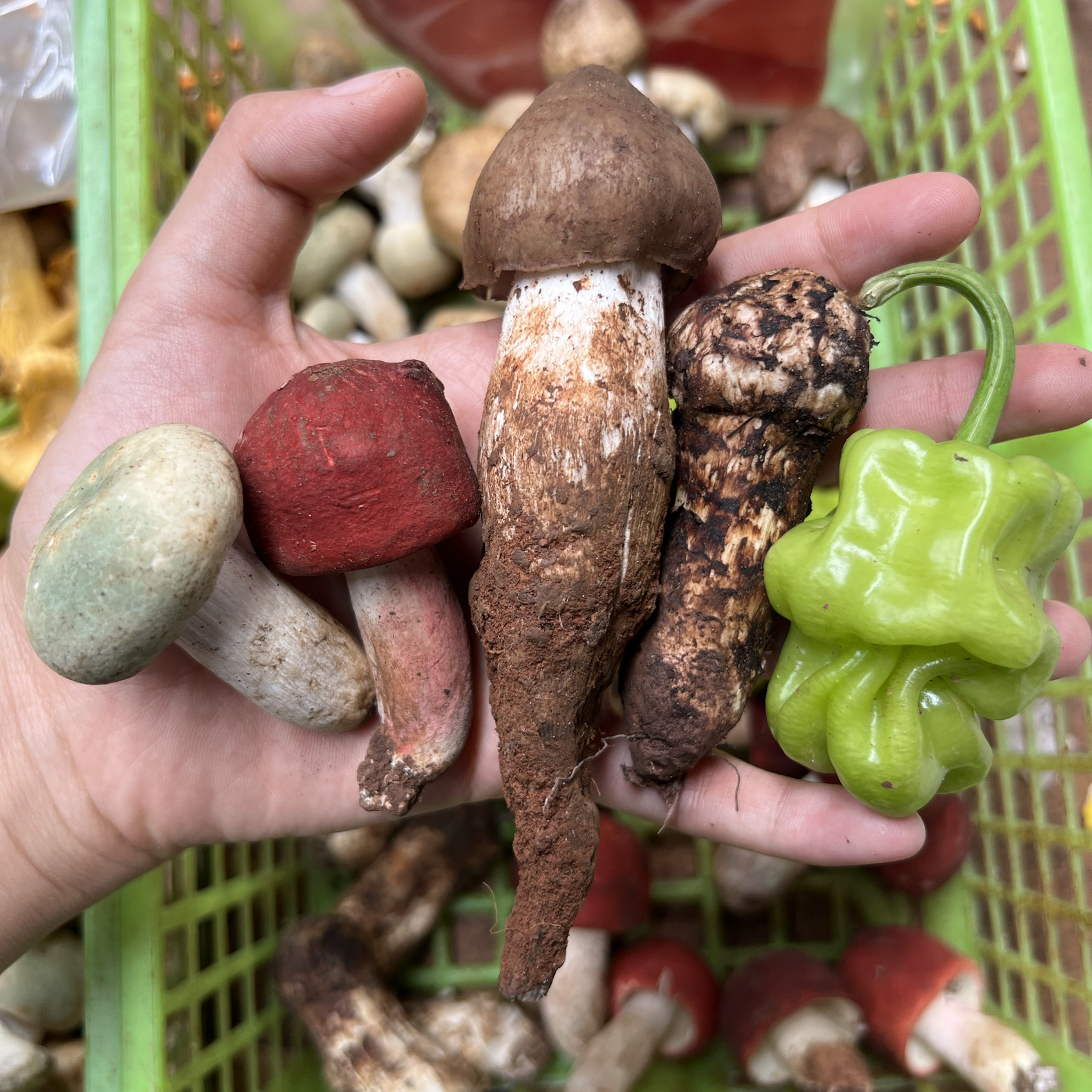 彩云之珍·云南野生菌子组合 松茸鸡枞菌红菇牛肝菌 菌菇蘑菇食材 - 图2