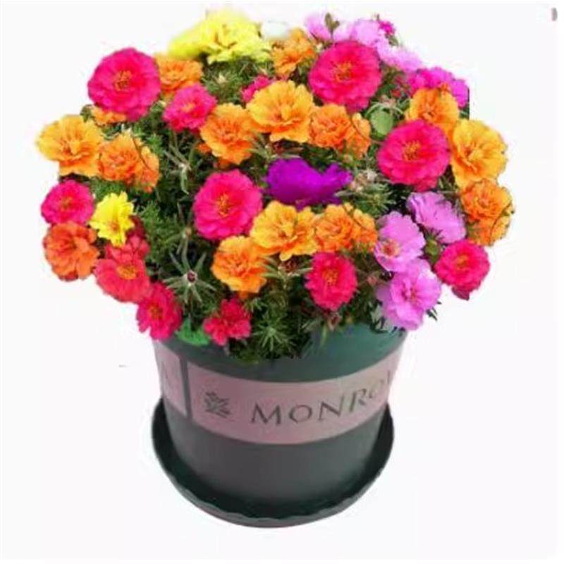 太阳花重瓣花籽种子孑大花马齿苋四季易种室内外阳台盆栽花卉花籽,淘宝优惠券,粉丝福利购,淘宝优惠卷