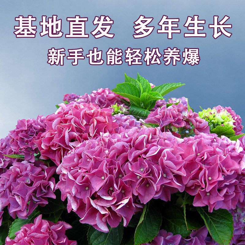 无尽夏绣球花盆栽大苗18年老桩花卉植物室内庭院大花绣球买三送一,淘宝优惠券,粉丝福利购,淘宝优惠卷
