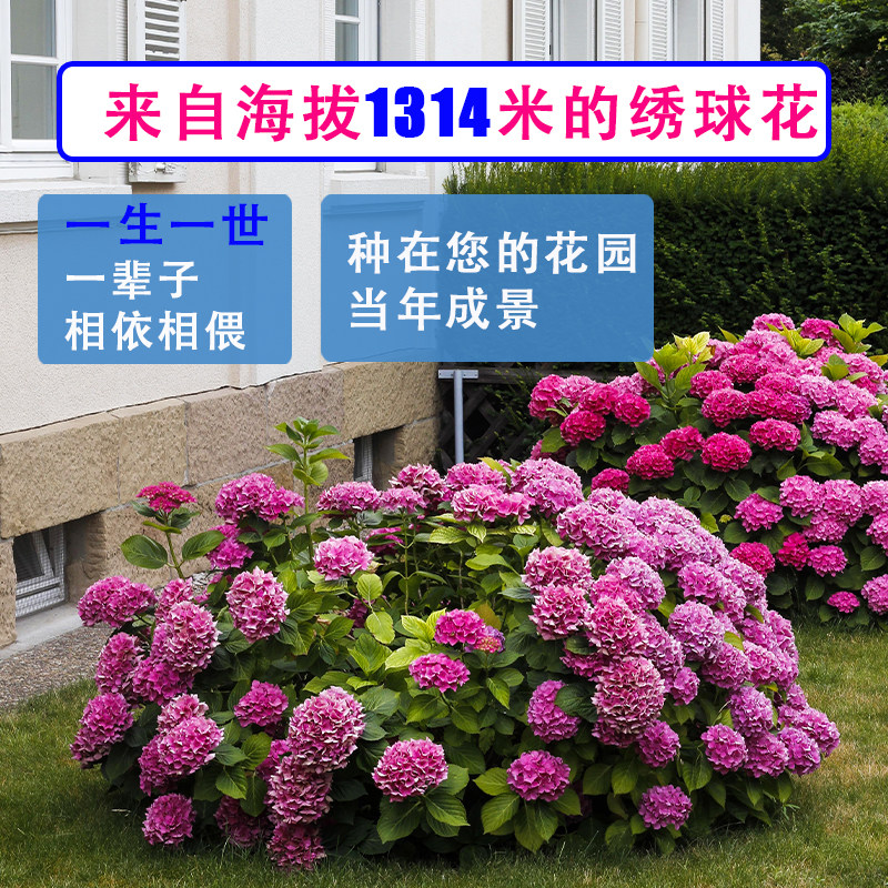 无尽夏绣球花盆栽大苗18年老桩花卉植物室内庭院大花绣球买三送一,淘宝优惠券,粉丝福利购,淘宝优惠卷