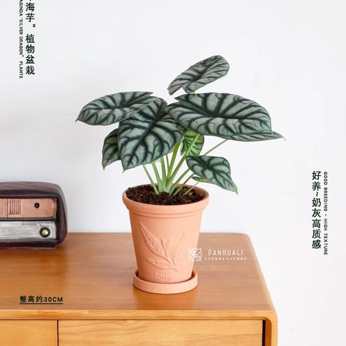 白犀牛海芋盆栽稀有热带真植物室内绿植客厅桌面阳台小盆景高质感 - 图2