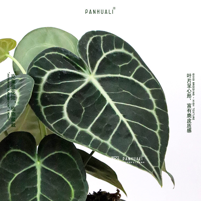 进口克莱恩水晶花烛真植物室内盆栽客厅桌面绿植耐阴好养顺丰包邮