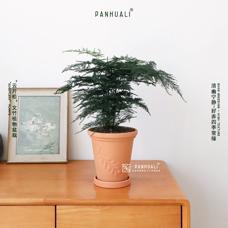 文竹植物盆栽室内办公室小摆件房间桌面绿植好养客厅小盆景 好养