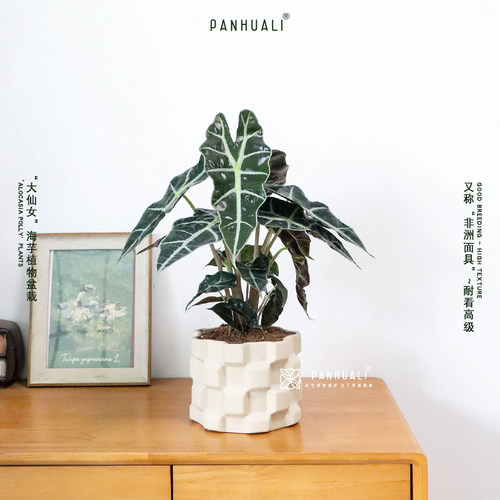 大仙女海芋观音莲真植物盆栽室内客厅阳台绿植盆景好养耐看高质感 - 图1