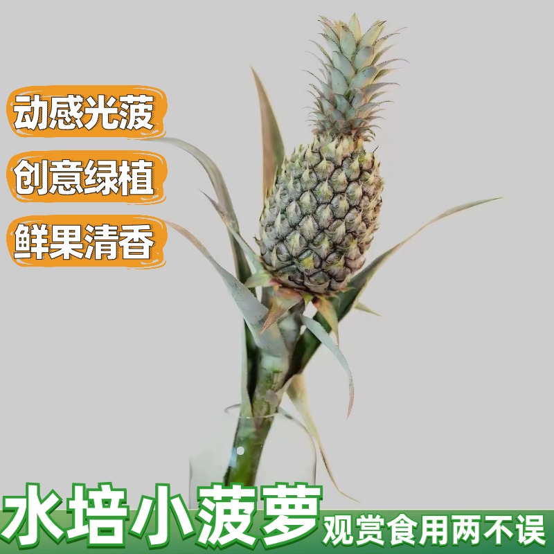 水培小菠萝新鲜带杆水培凤梨可食用创意办公室内绿植桌面插花闻香 - 图1