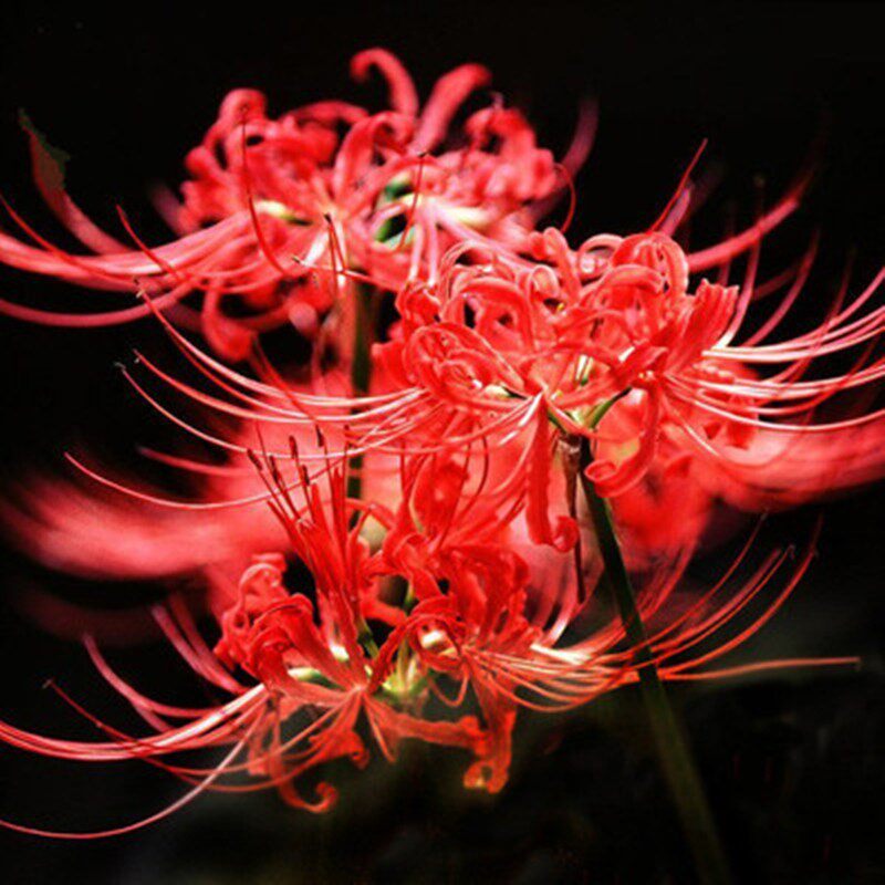 彼岸花种球四季开花卉植物室内 彼岸花种球四季开花卉植物室内花石蒜曼珠沙 梦福缘旗舰店 淘优券 彼岸花种球四季开花卉植物室内 彼岸花种球四季开花卉植物室内花石蒜曼珠沙 梦福缘旗舰店 淘优券