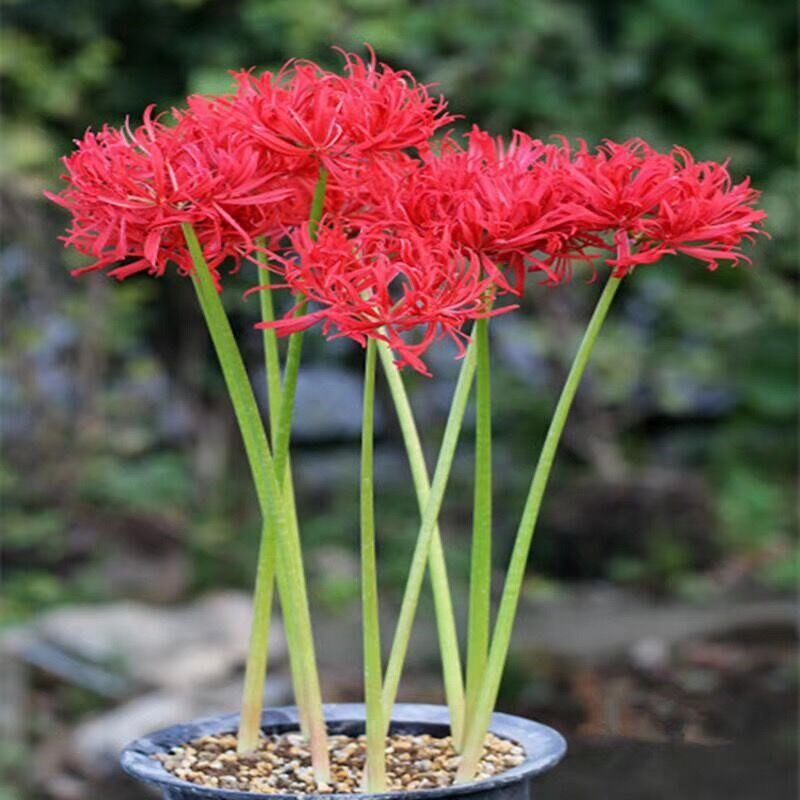 彼岸花种球四季开花卉植物室内 彼岸花种球四季开花卉植物室内花石蒜曼珠沙 梦福缘旗舰店 淘优券