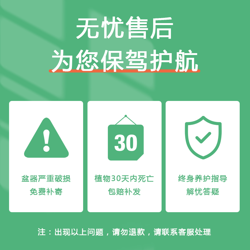 金钱榕树盆景老桩小叶榕苗木造型盆栽人参榕大叶易活提根绿植大树-图3