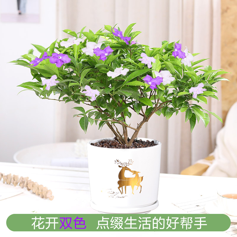 双色茉莉花盆栽非洲鸳鸯茉莉花苗树浓香四季开花虎头茉莉绿植好养-图3