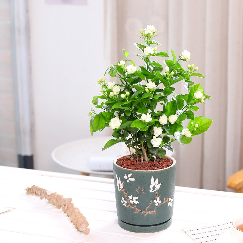 双色茉莉花盆栽非洲鸳鸯茉莉花苗树 开花不断浓香四溢好养易活稀有品种 菡艺旗舰店 淘优券