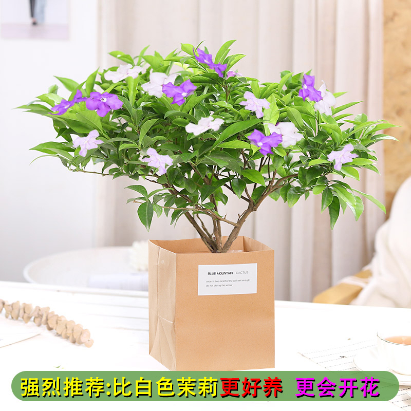 双色茉莉花盆栽非洲鸳鸯茉莉花苗树浓香四季开花虎头茉莉绿植好养-图2