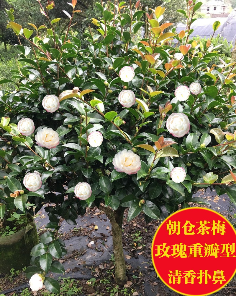 茶梅花苗树小玫瑰茶梅财神朝仓茶花盆栽盆景四季开带苞庭院绿化