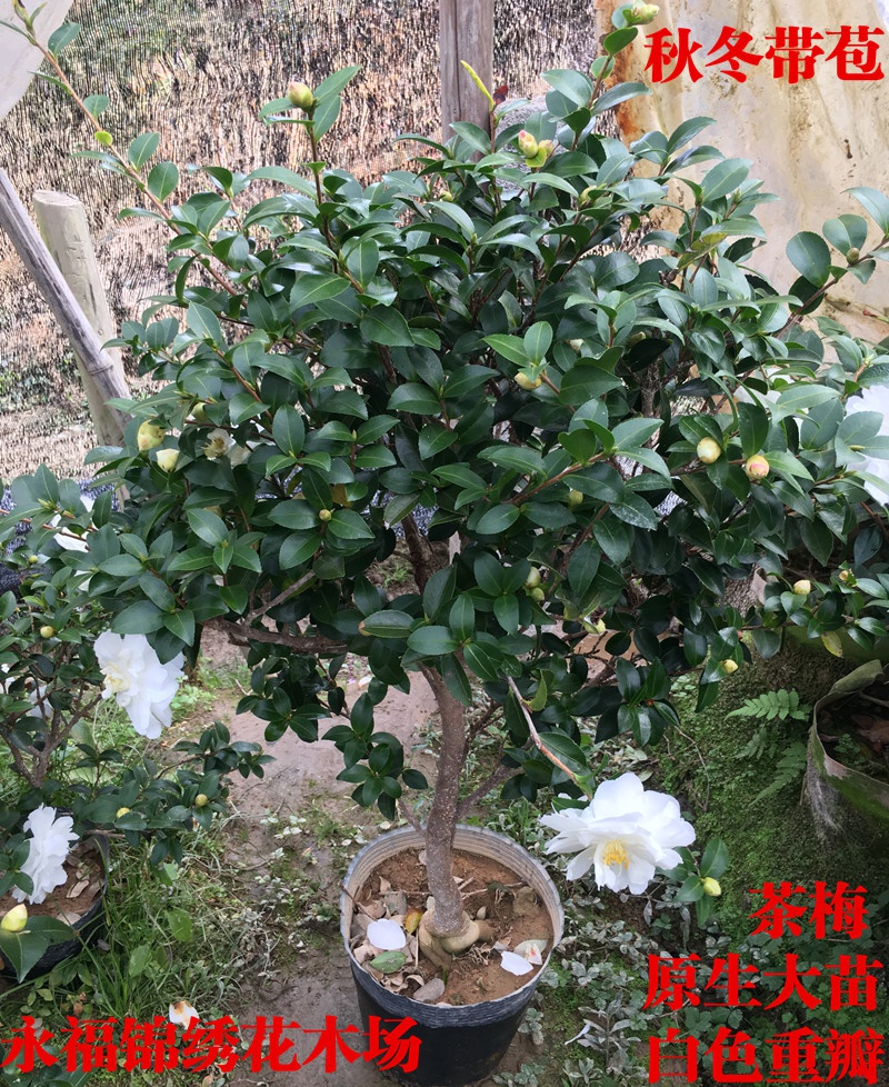 茶梅花苗树小玫瑰茶梅财神朝仓茶花盆栽盆景四季开带苞庭院绿化