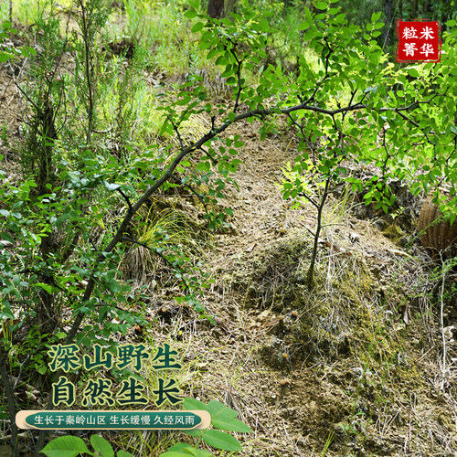 秦岭野生枣树根中药材枣树根枣树皮野枣根酸枣根野生枣树皮老树根 - 图0