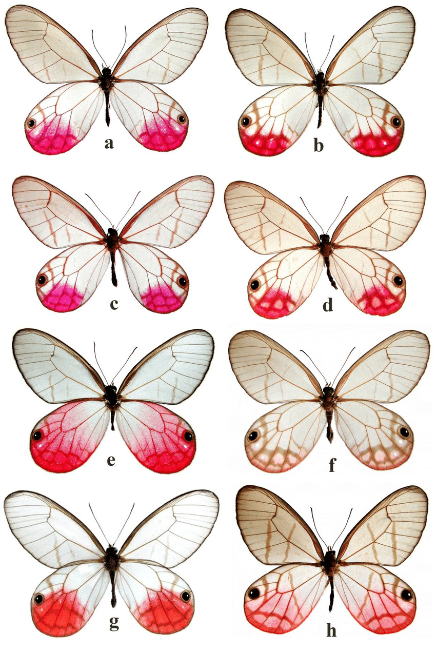 玫瑰绡眼蝶蝴蝶未展翅原蝶标本压棉展翅相框摆件,淘宝优惠券,粉丝福利购,淘宝优惠卷