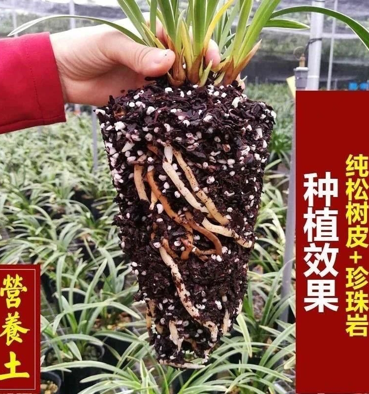 高配兰花专用土营养土植料蝴蝶兰高端养兰花植土君子兰精品兰花土