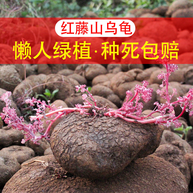 云南红藤山乌龟金不换圆叶带芽爬藤植物盆栽室内水培懒人绿植精选