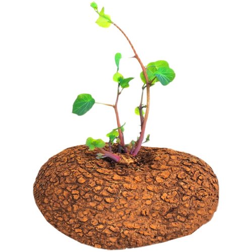 红藤圆叶山乌龟植物千金藤盆栽金不换阳台室内外绿植爬藤花卉水培 - 图3