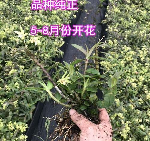 铁皮石斛苗花枫斗盆栽三年生苗霍山种源正宗雁荡山兰花绿植可食用 - 图3