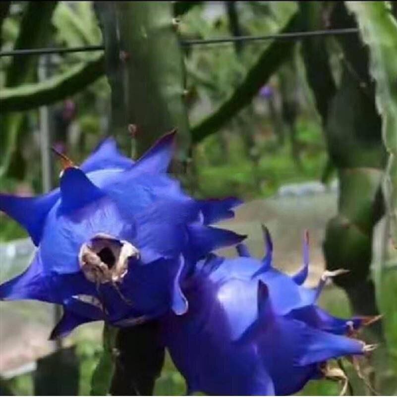 火龙果苗蓝皮蓝肉火龙果树美洲蓝宝石正宗新品种火龙苗带花火龙苗