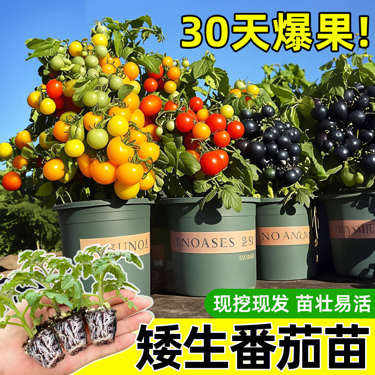 四季矮生番茄苗水果盆栽千禧种子孑种籽阳台圣女果西红柿草莓苗秧,淘宝优惠券,粉丝福利购,淘宝优惠卷