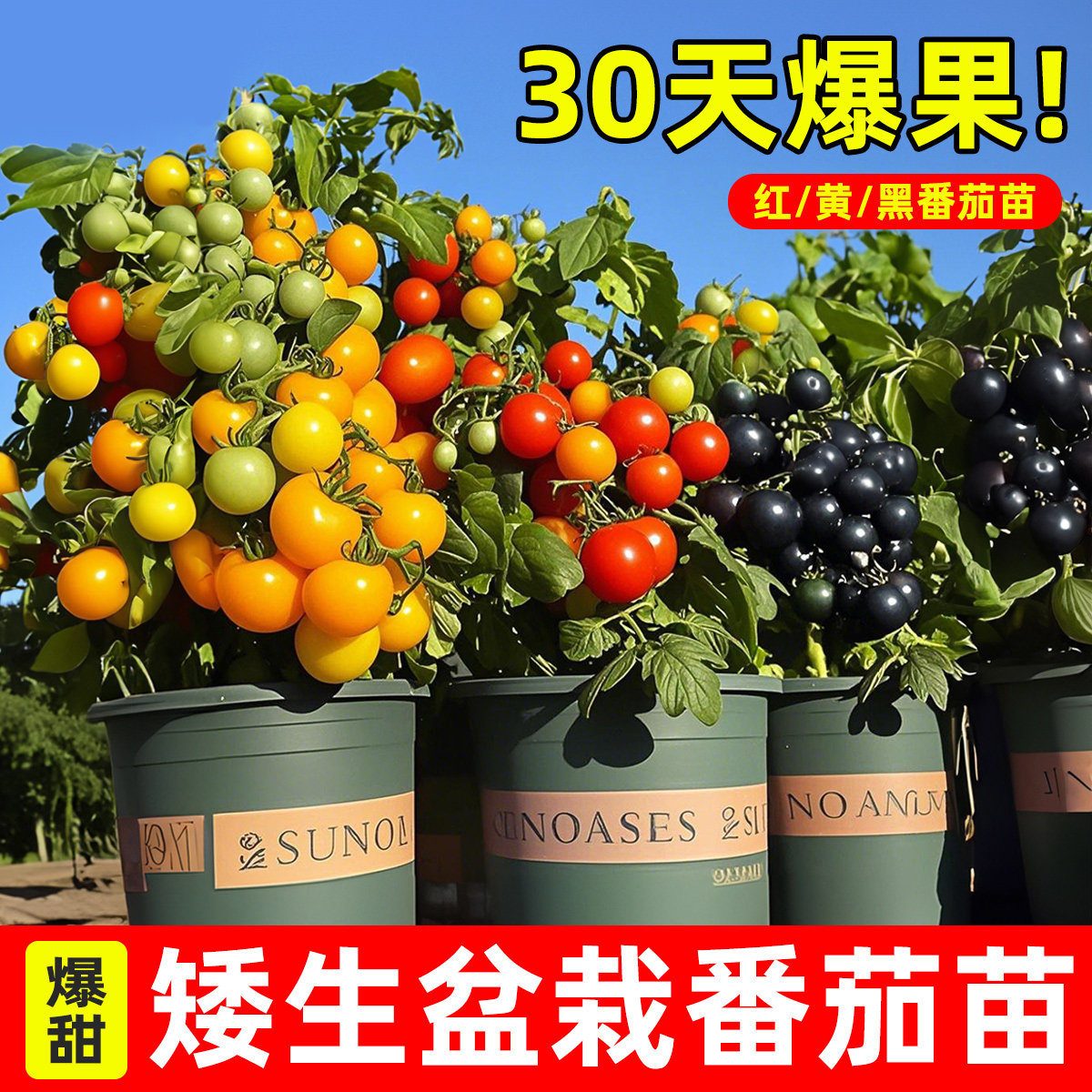 四季矮生番茄苗水果盆栽千禧种子孑种籽阳台圣女果西红柿草莓苗秧,淘宝优惠券,粉丝福利购,淘宝优惠卷