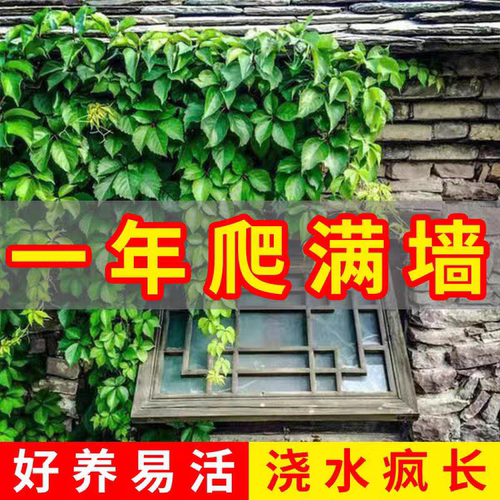 爬山虎庭院观叶爬藤植物四季爬山虎树苗不落叶花卉庭院室外爬墙虎 - 图2