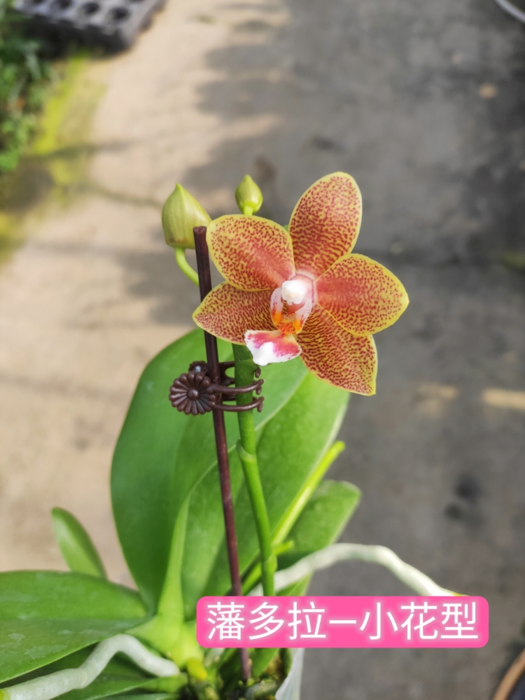 带香味蝴蝶兰龚氏小橘子~迷迭香花苞苗开花株室内盆栽绿植花卉-图3