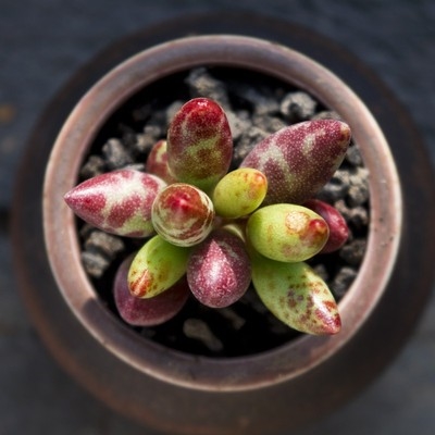 多种水泡多肉植物盆栽海豹玛丽安梅花鹿赤兔库伯草莓蛋糕