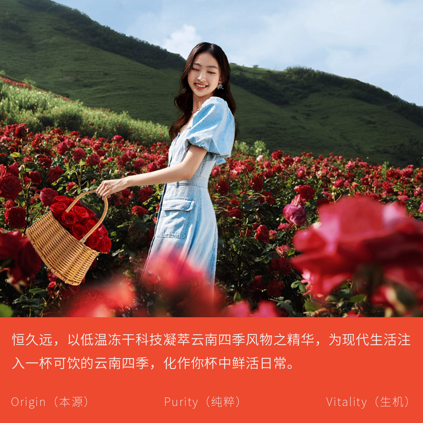 恒久远冻干茶粉速溶红茶绿茶普洱白茶冷萃茶叶玫瑰花冷泡即溶茶包,淘宝优惠券,粉丝福利购,淘宝优惠卷