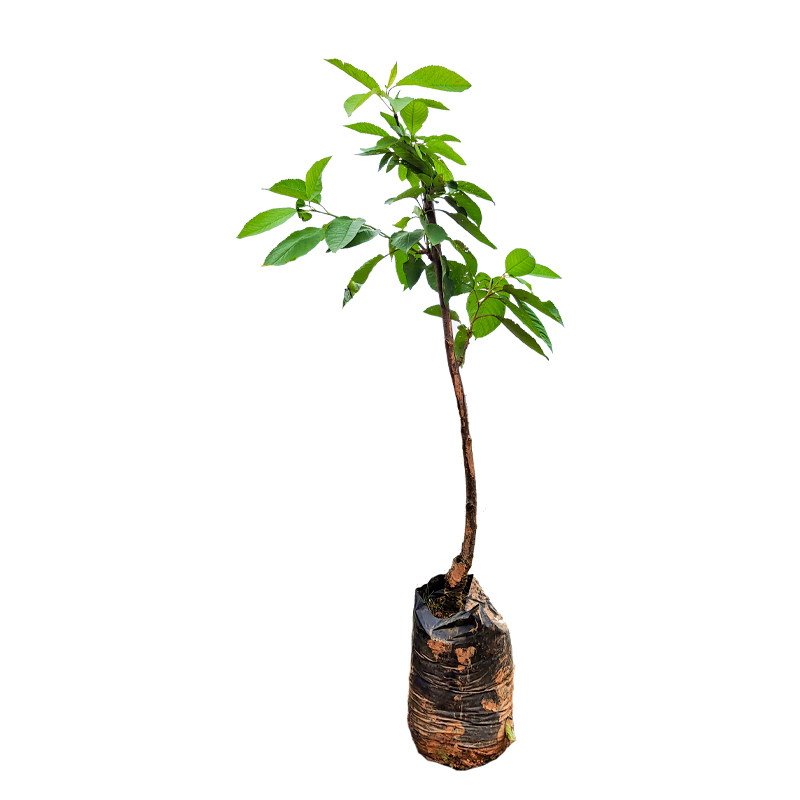 车厘子苗嫁接樱桃树苗南北方种植盆栽地栽果树矮化樱桃树大樱桃苗,淘宝优惠券,粉丝福利购,淘宝优惠卷