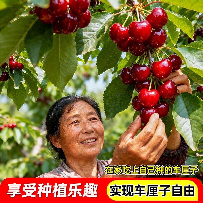 车厘子苗嫁接樱桃树苗南北方种植盆栽地栽果树矮化樱桃树大樱桃苗,淘宝优惠券,粉丝福利购,淘宝优惠卷