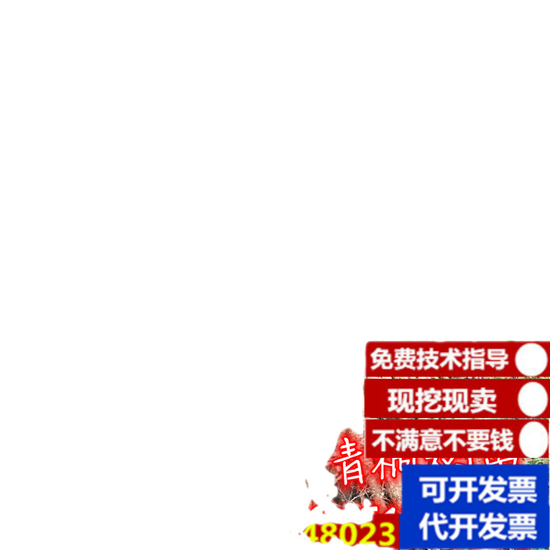 绿化苗木青桐梧桐青桐树苗中国梧桐梧桐树苗桐麻梧桐树风景观赏树-图3