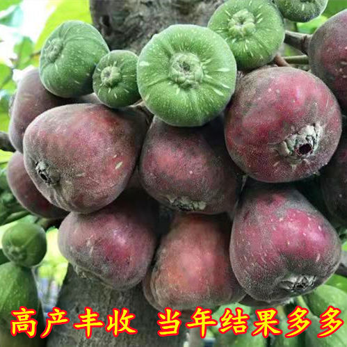 无花果树苗新品种特大果南方北方种植盆栽地栽耐冬耐冻当年结果树 - 图0