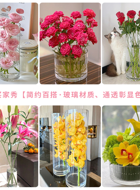 滴水观音龟背芋专用水培