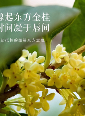 【美修全绿】现货秋雁容金桂精粹唇油保湿滋润淡化唇纹秋冬防干裂