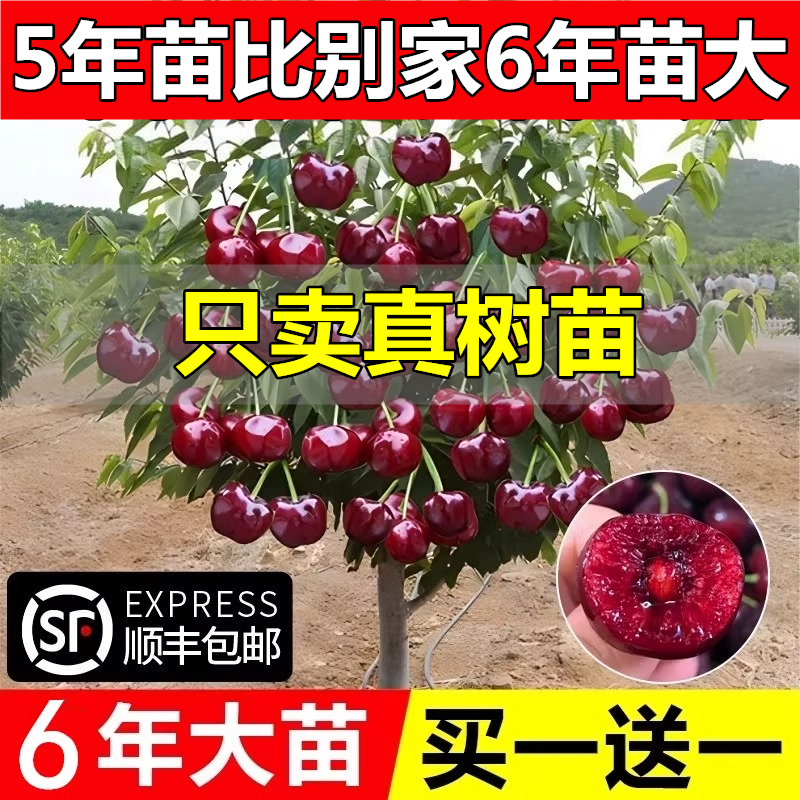 车厘子树苗樱桃树苖南方北方种植盆栽庭院果树矮化樱桃树大樱桃苗 - 图0