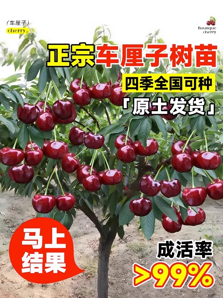 车厘子树苗樱桃树苖南方北方种植盆栽庭院果树矮化樱桃树大樱桃苗-图1