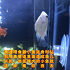 Fish tank feeder small fish feeding circle feeder small fish feeding tube feed anti-drift fish tank special acrylic