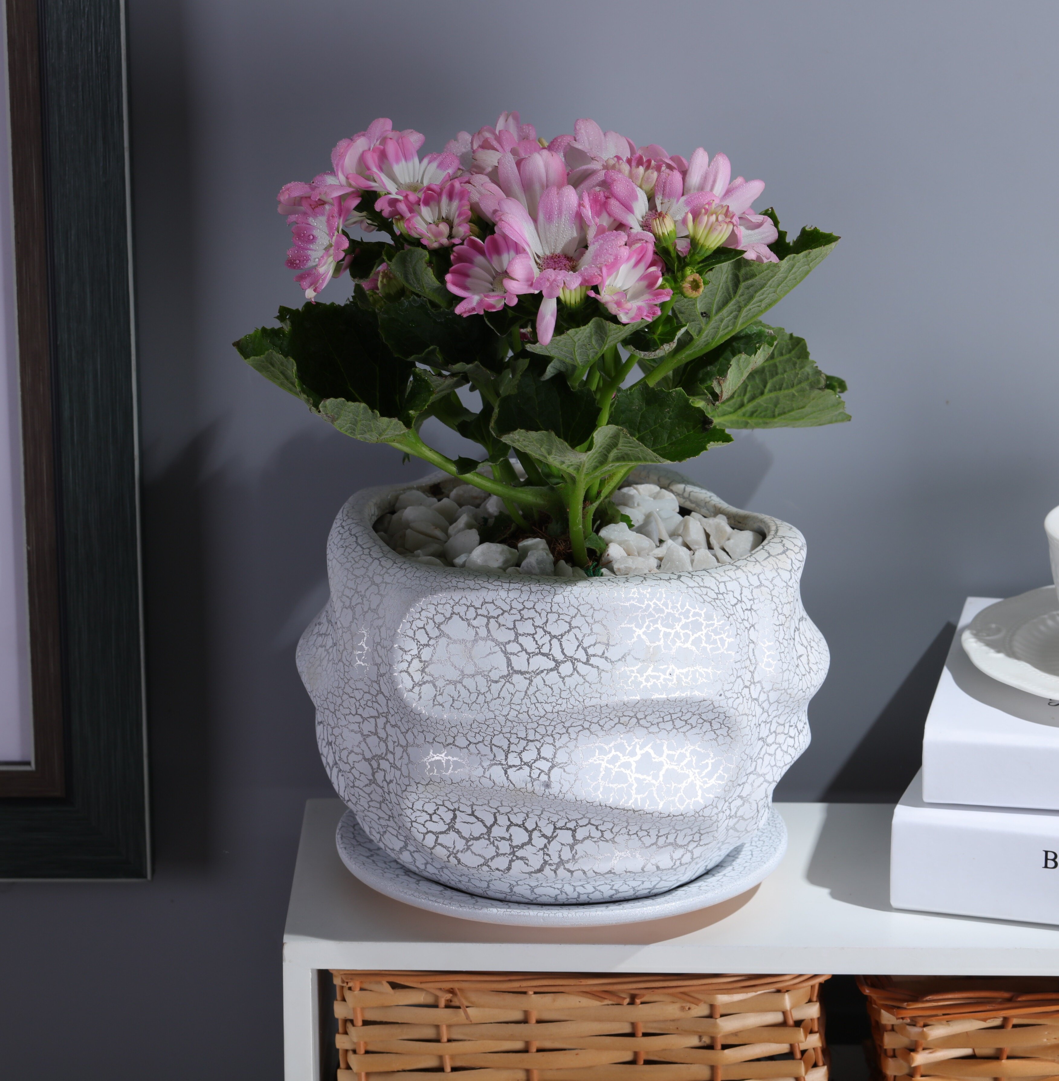 万年青花盆 新人首单立减十元 21年7月 淘宝海外