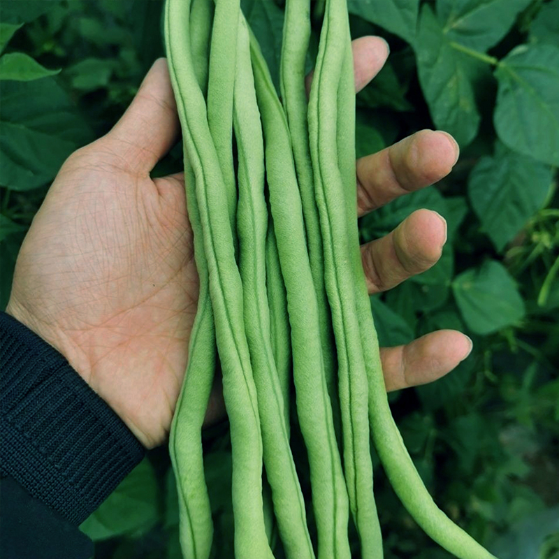 农科院豆角种子长豇豆苗四棱豆眉豆四季豆九粒白无筋架豆蔬菜籽孑 - 图0