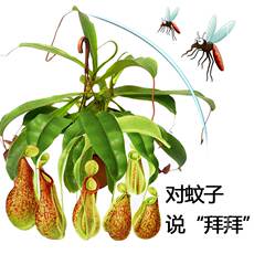 насекомоядное растение 室内猪笼草食虫植物垂钓桌面阳台驱蚊创意送礼趣味花卉苗儿童盆栽 Other
